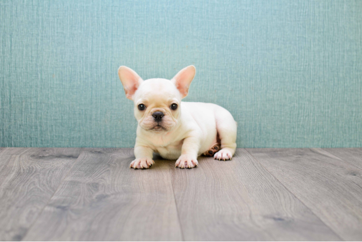 Funny French Bulldog Purebred Pup