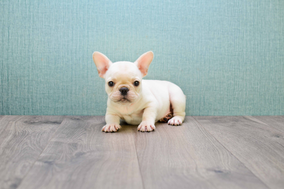 Funny French Bulldog Purebred Pup