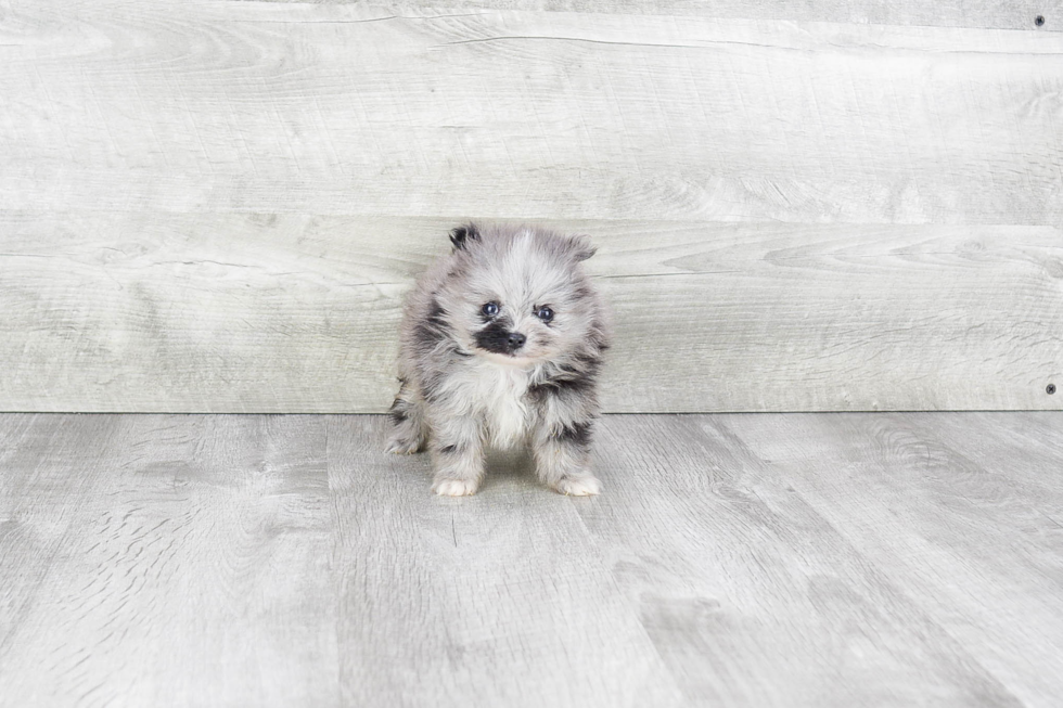 Hypoallergenic Pomeranian Purebred Pup