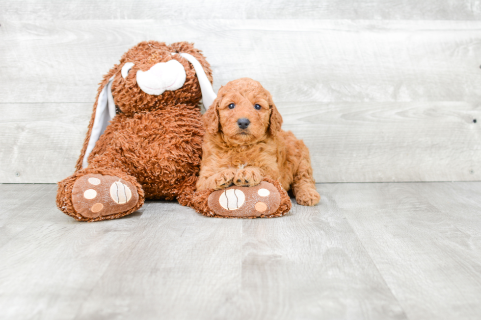 Best Mini Goldendoodle Baby