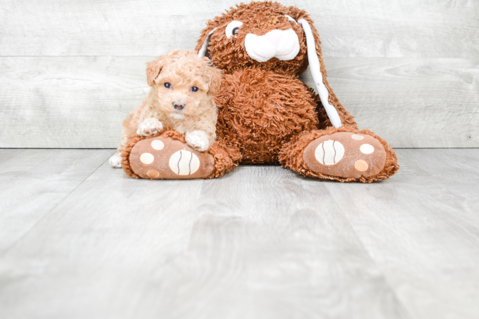 Maltipoo Puppy for Adoption