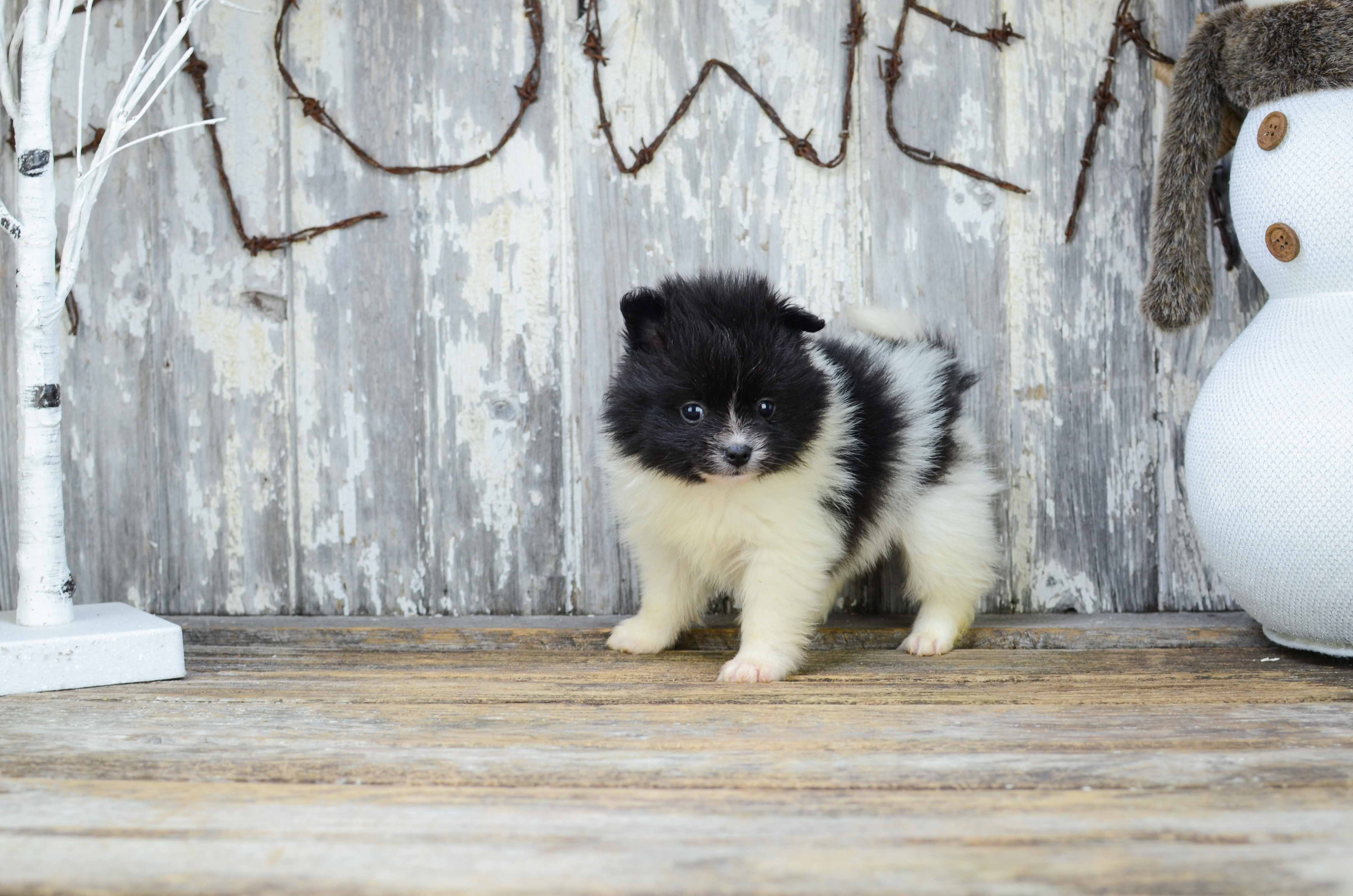Pomeranian Puppy for Adoption