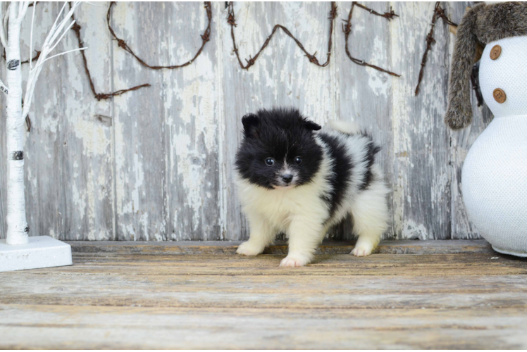 Pomeranian Puppy for Adoption