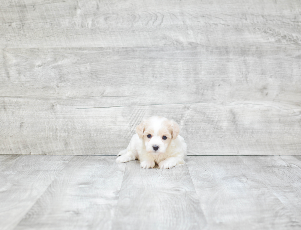 Maltipoo Pup Being Cute