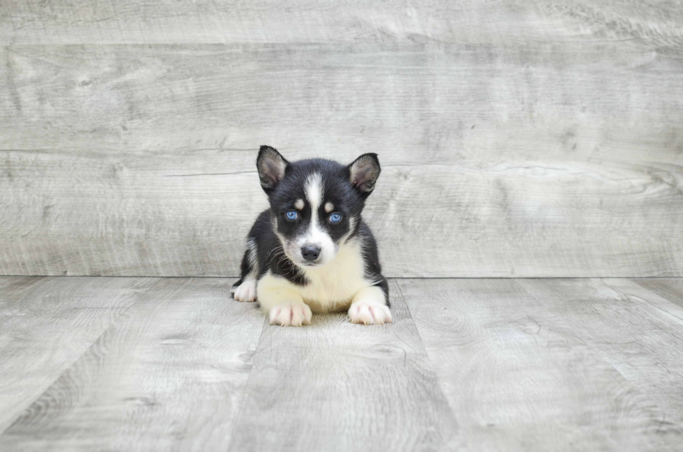 Pomsky Puppy for Adoption