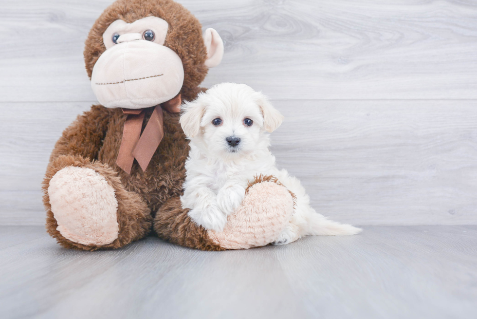 Maltipoo Puppy for Adoption