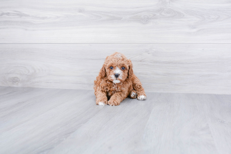 Funny Cavapoo Poodle Mix Pup