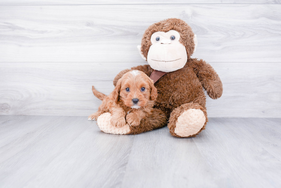 Cavapoo Pup Being Cute