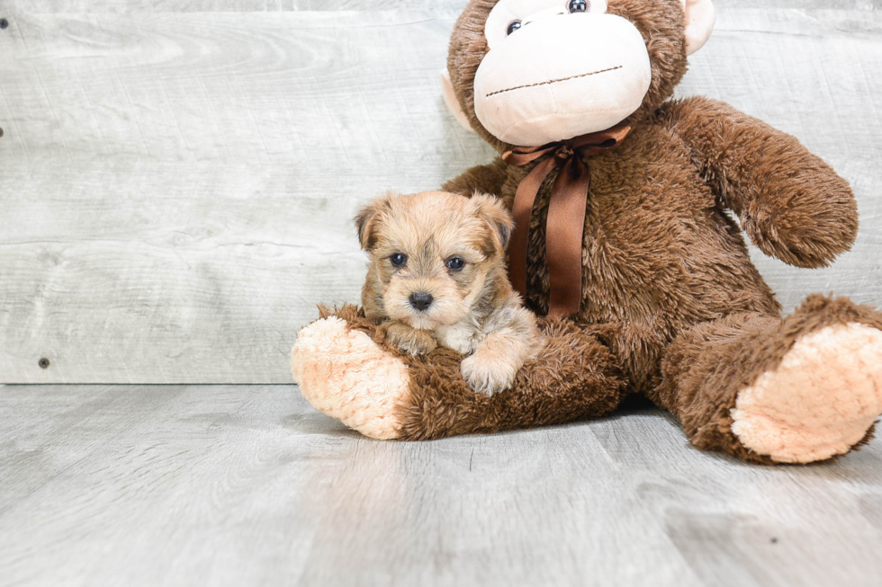Fluffy Morkie Designer Pup