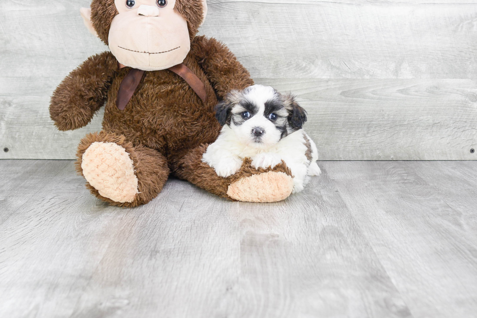Teddy Bear Pup Being Cute