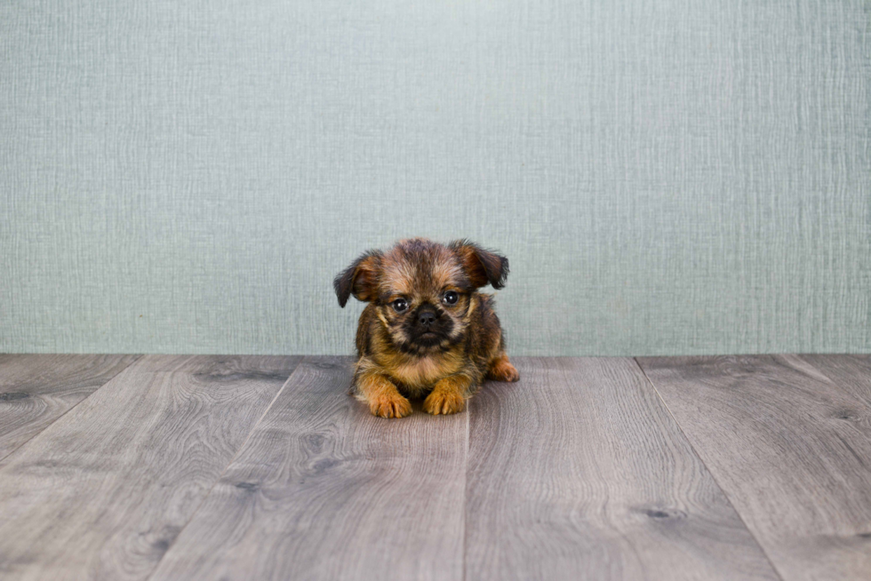 Cute Brussels Griffon Mix Puppy