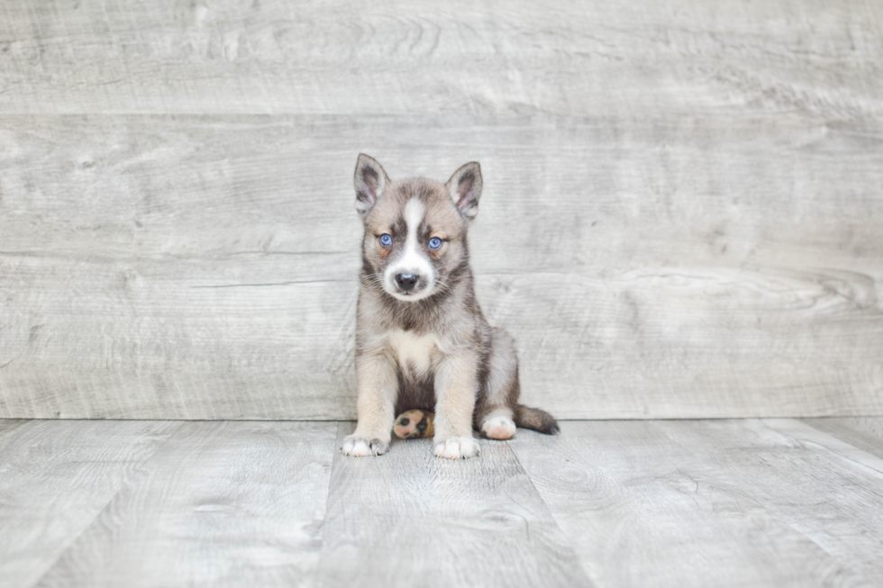 Best Pomsky Baby