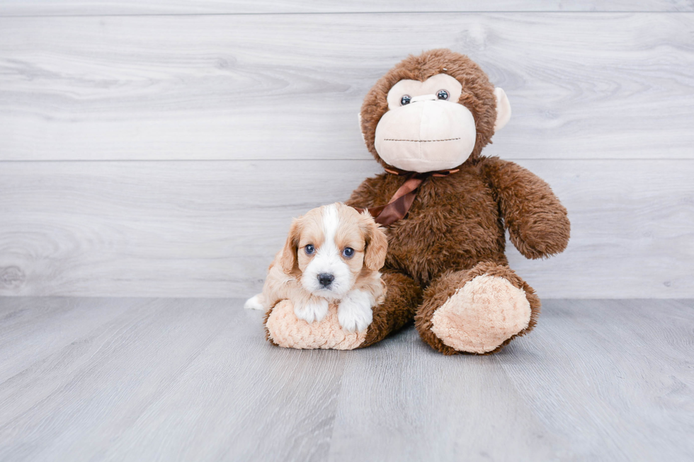 Cavapoo Pup Being Cute