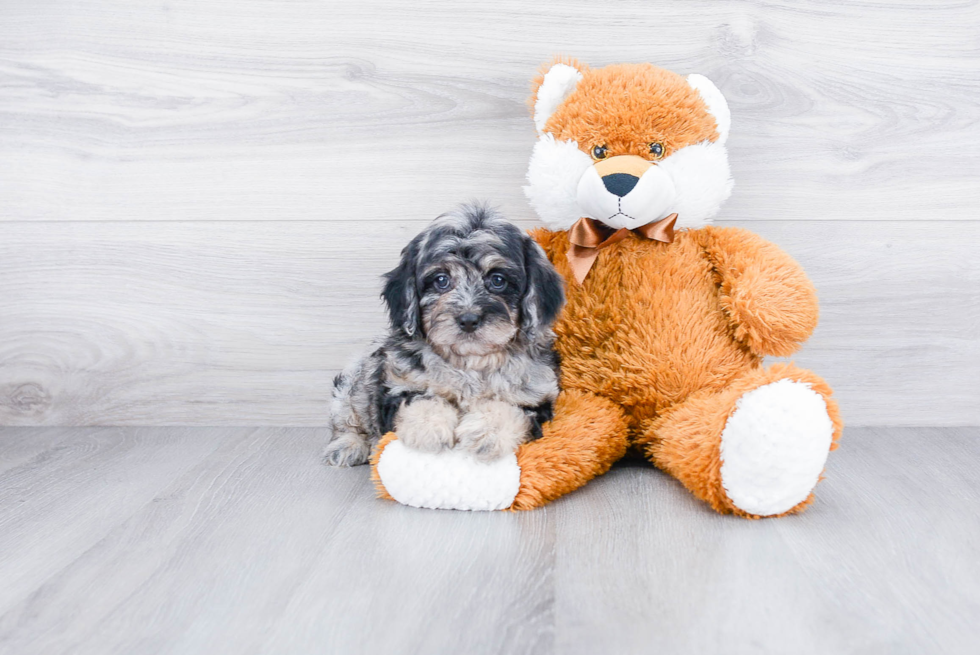 Fluffy Cockapoo Poodle Mix Pup