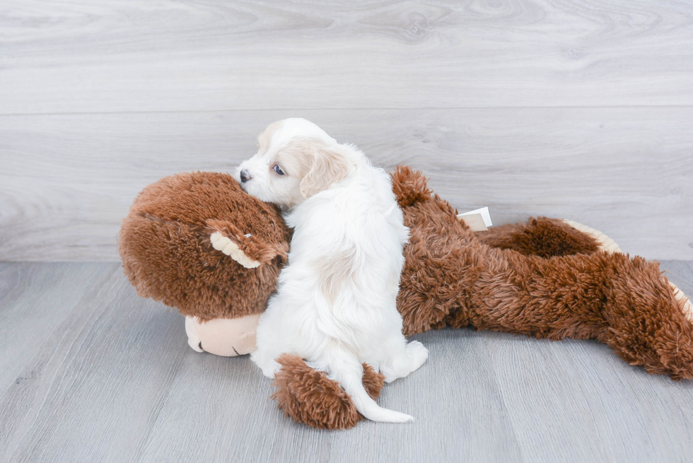 Best Cavachon Baby