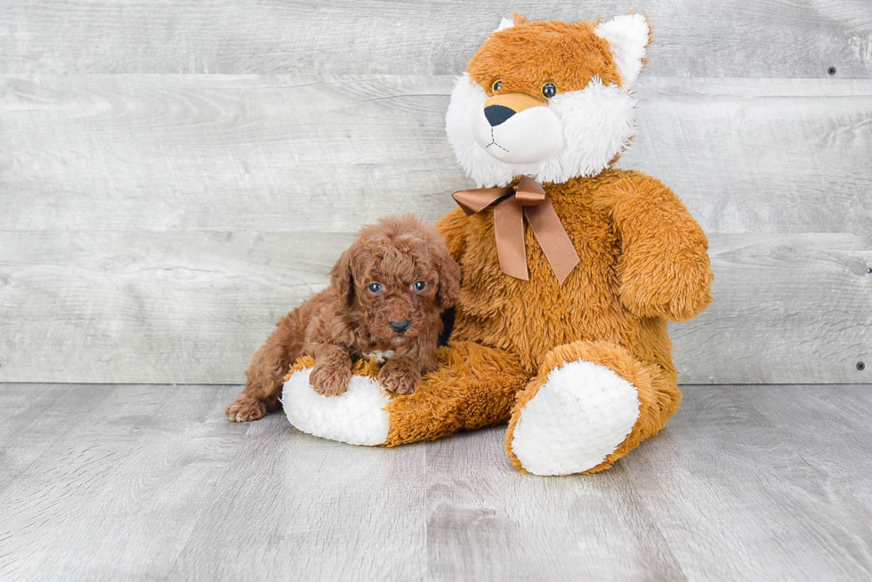 Little Golden Retriever Poodle Mix Puppy