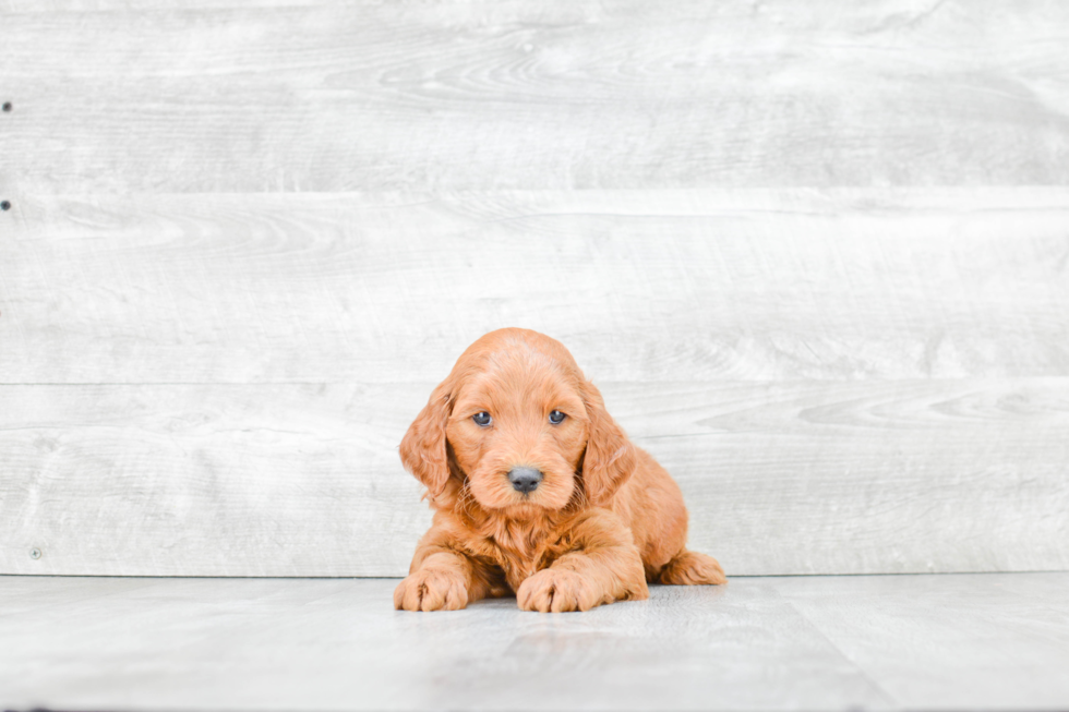 Smart Mini Goldendoodle Poodle Mix Pup