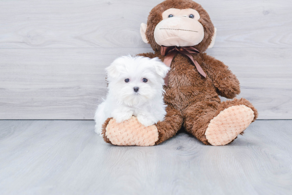 Maltese Pup Being Cute