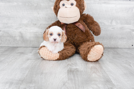 Energetic Cavoodle Poodle Mix Puppy