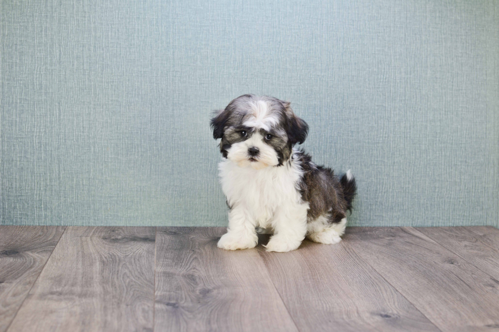 Teddy Bear Pup Being Cute