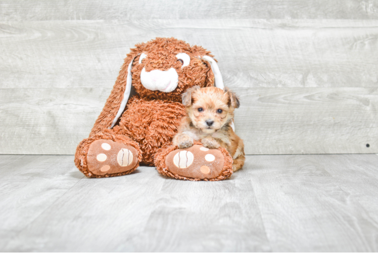 Hypoallergenic Yorkie Designer Puppy