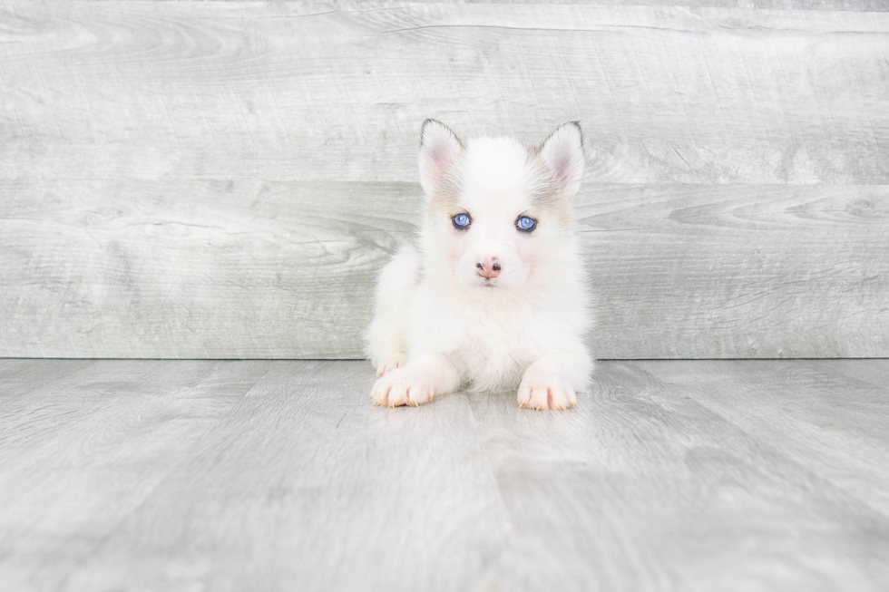 Pomsky Puppy for Adoption