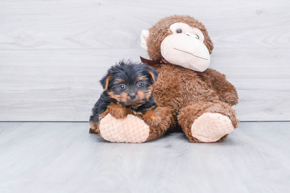 Meet Capone - our Yorkshire Terrier Puppy Photo 