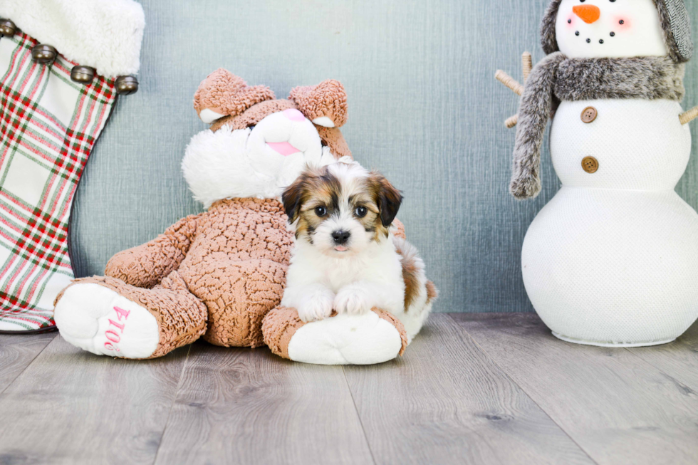 Little Shichon Designer Puppy