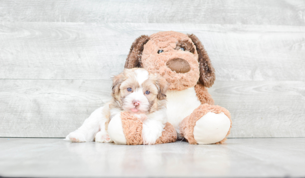 Hypoallergenic Havanese Purebred Pup