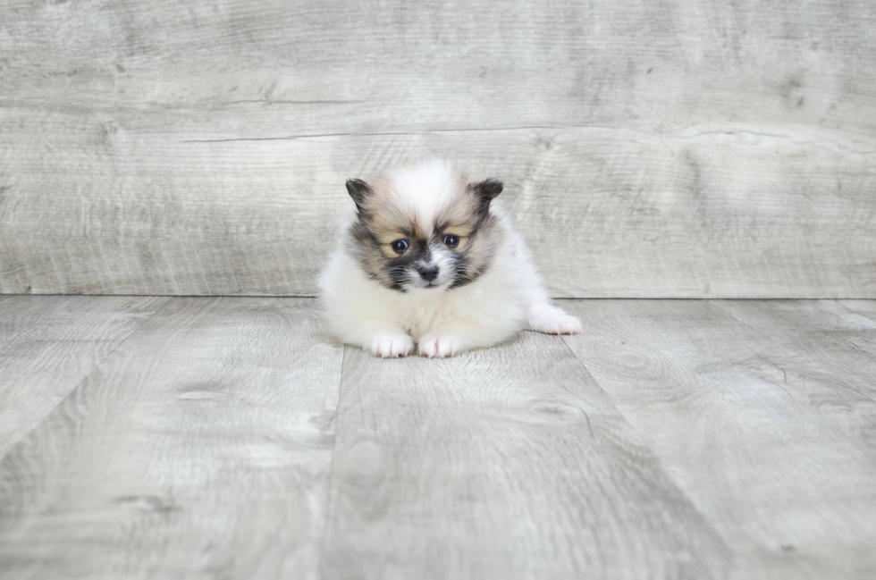 Sweet Pomeranian Purebred Puppy