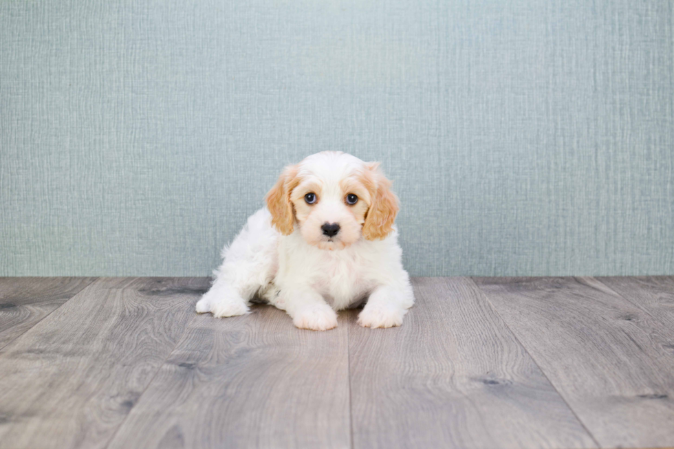 Cavachon Pup Being Cute