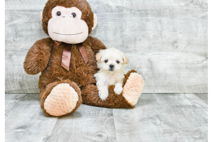 Best Havanese Baby