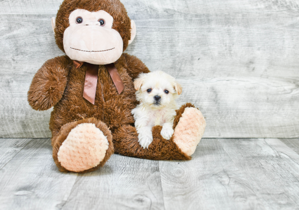 Best Havanese Baby