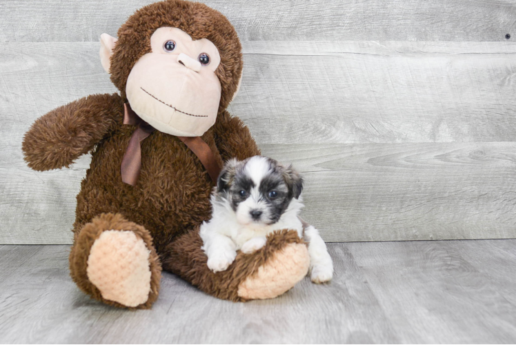 Best Teddy Bear Baby