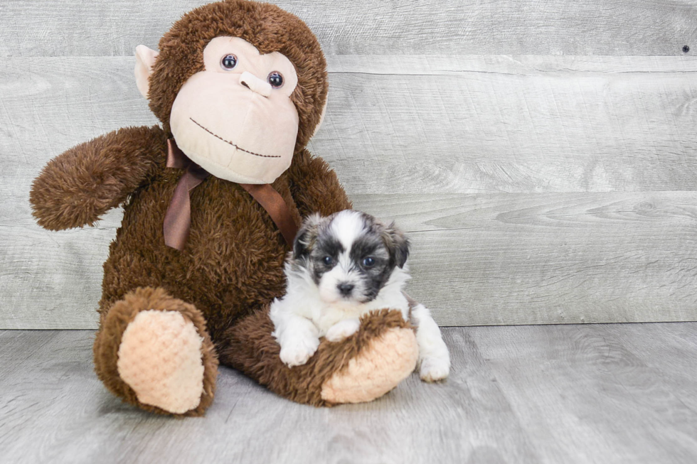 Best Teddy Bear Baby
