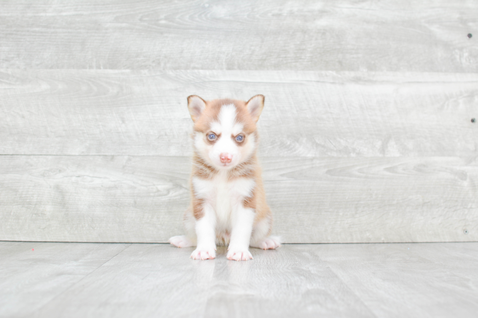 Pomsky Puppy for Adoption