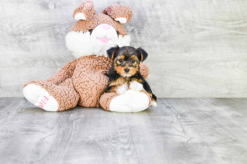 Meet Beyonce - our Yorkshire Terrier Puppy Photo 