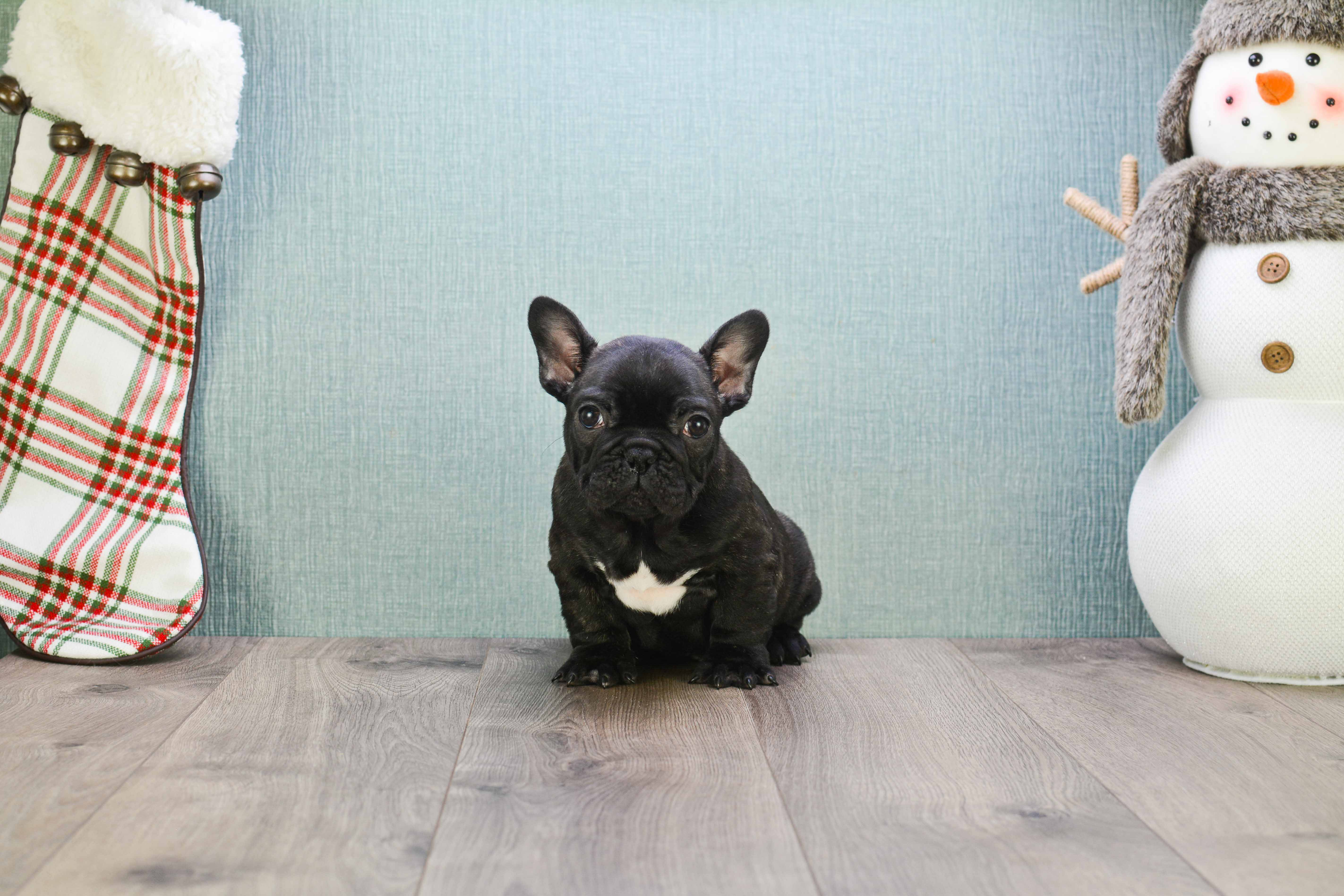 Fluffy Frenchie Purebred Puppy