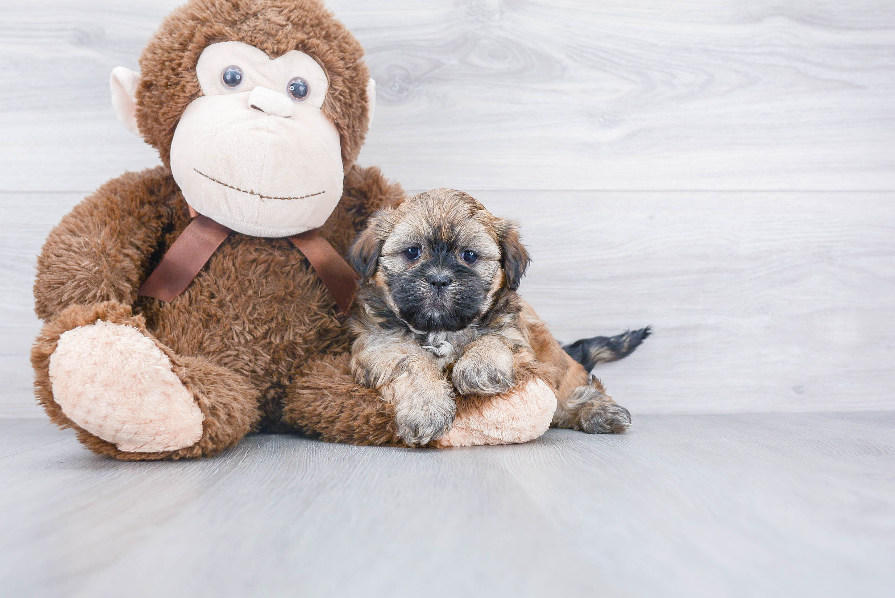 Friendly Teddy Bear Baby