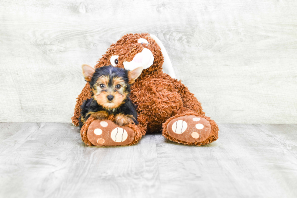 Meet Batman - our Yorkshire Terrier Puppy Photo 