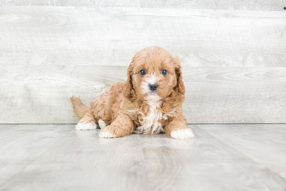 Best Cavapoo Baby