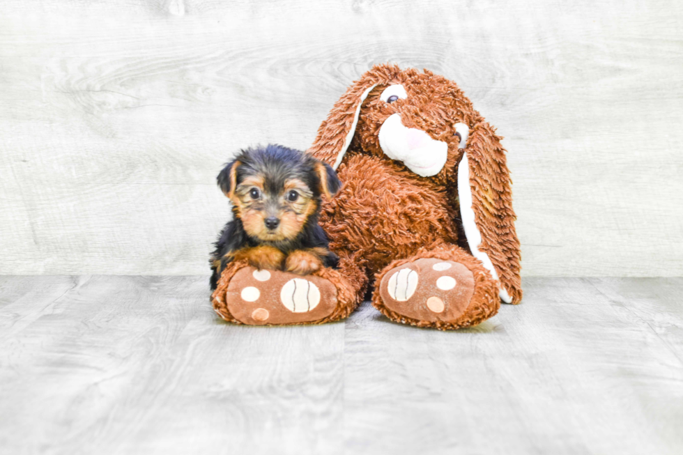 Meet Fiona - our Yorkshire Terrier Puppy Photo 