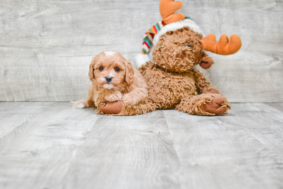 Petite Cavapoo Poodle Mix Pup