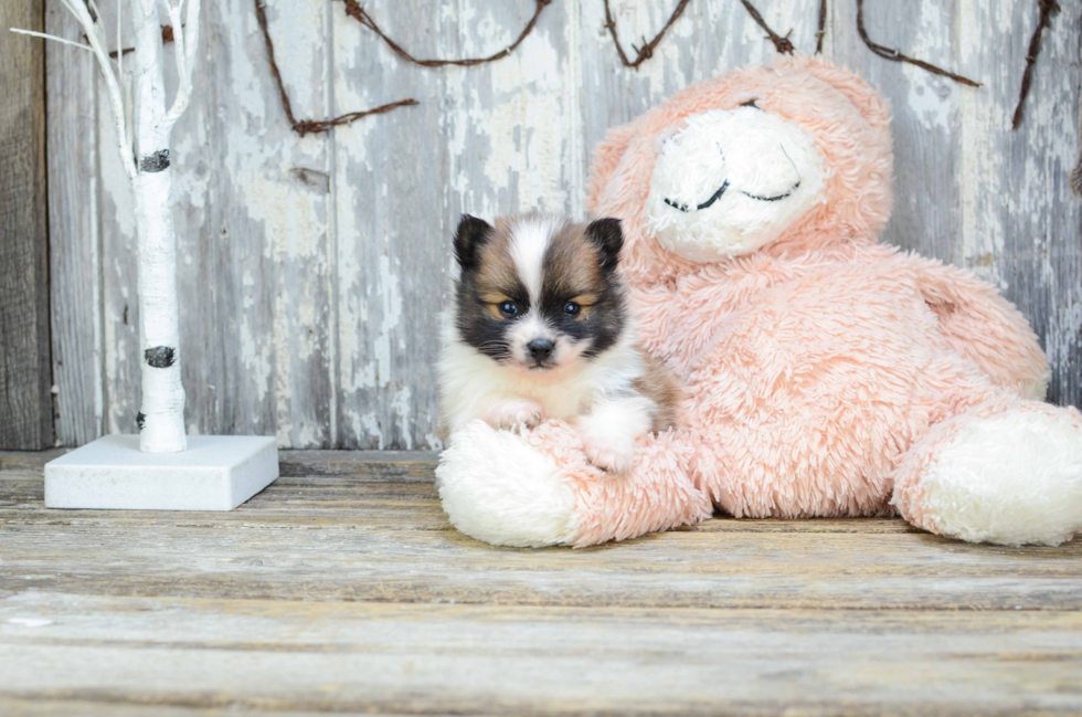 Pomeranian Pup Being Cute