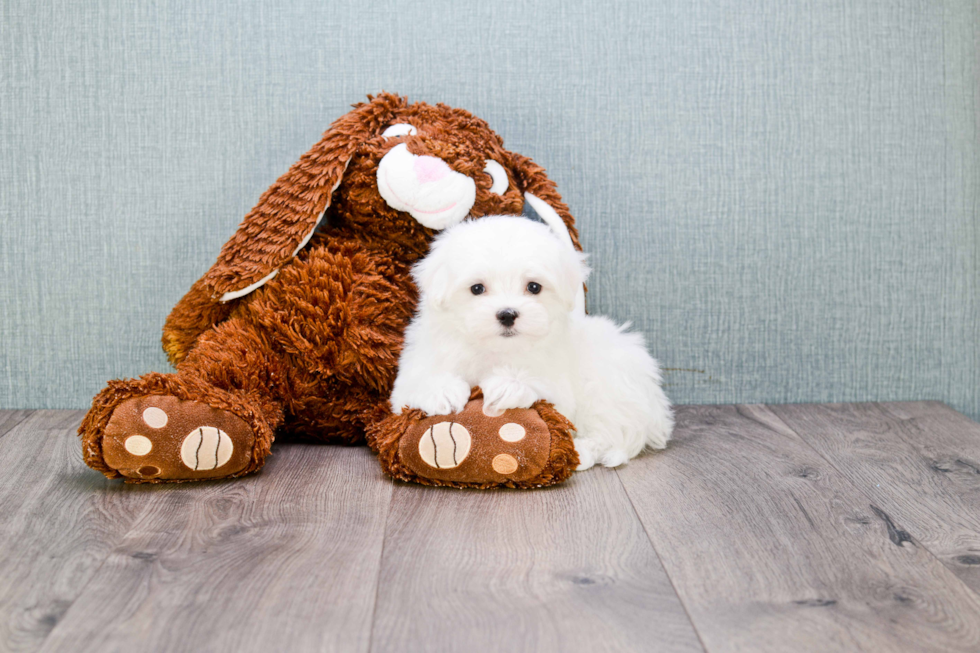 Little Maltese Baby