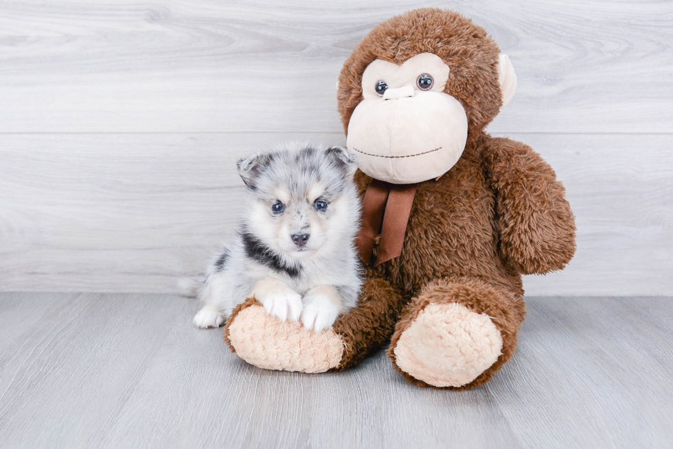 Funny Pomsky Designer Pup