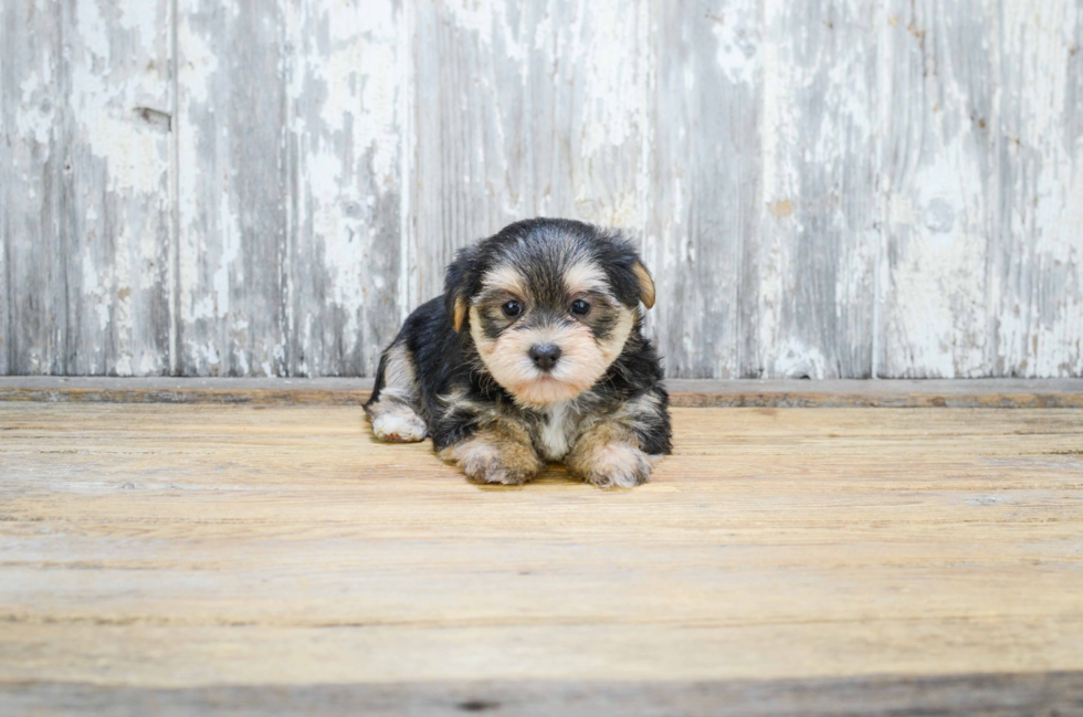 Morkie Pup Being Cute