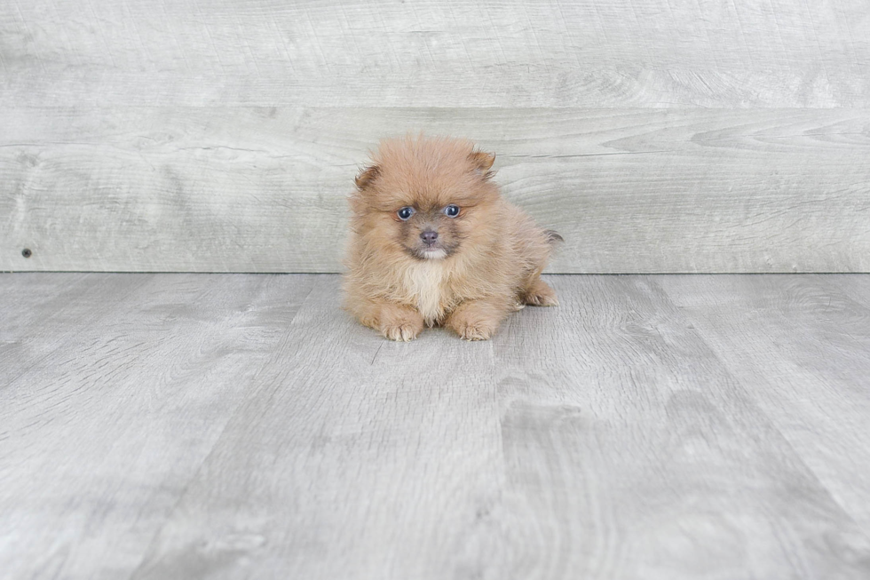 Best Pomeranian Baby