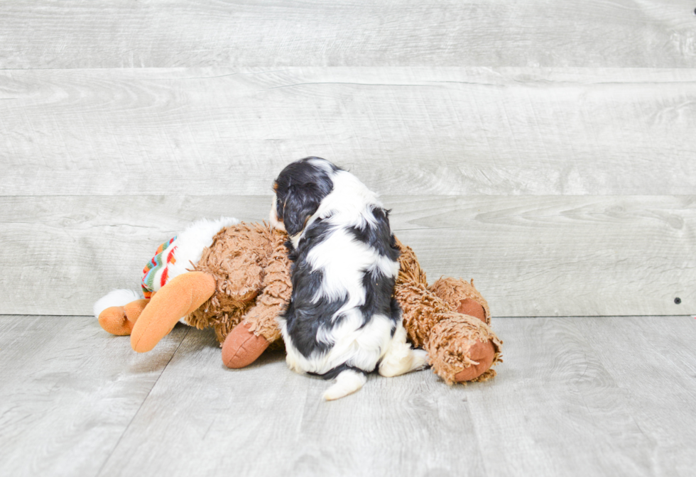 Cavalier King Charles Spaniel Pup Being Cute