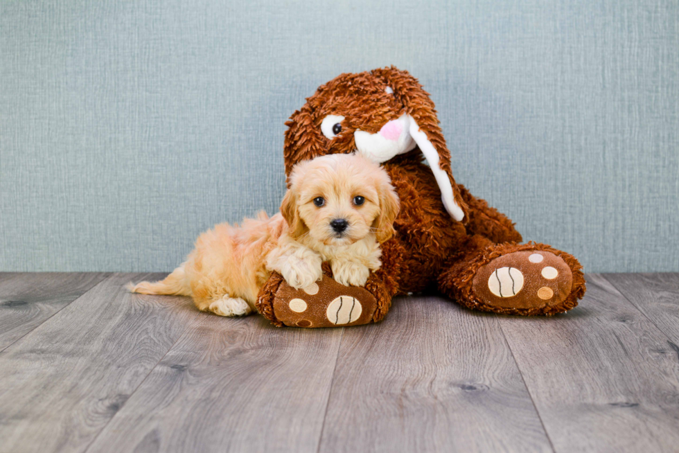 Little Cavoodle Poodle Mix Puppy